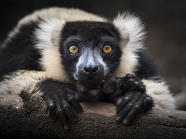 Lemur (Varecia variegata) with big eyes, portrait, looking at the camera, Madagascar
