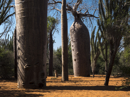 Baobab forest (baobab trees Rubrostipa) and red earth, Ifaty, Madagascar