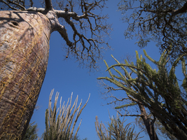 Baobab forest (baobab rubrostipa), Ifaty, Madagascar