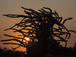 Octopus tree (Didierea madagascariensis), before sunset, Sarondrano, Madagascar