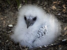 Redtail tropical bird (Phaethon rubricauda) fluffy young bird dress, Nosy Ve, Madagascar