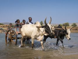 People with ox carts crossing the river, zebu cattle, St. Augustin, Madagascar