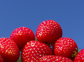 Strawberries against a blue sky, Germany
