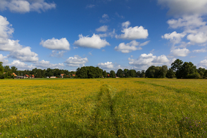 Yellow flowering meadow at the edge of the village, Schlepzig, Spreewald, Germany