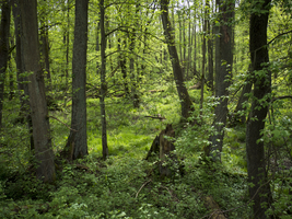 Primeval forest area in the Spreewald, Germany