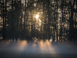 Fog on the edge of the forest, rays of the morning sun, Spreewald, Germany