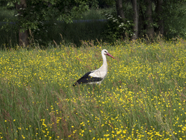 Storch auf blühender Wiese, Tiere, Spreewald, Deutschland