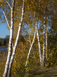 Colorful birch trees in autumn, Spreewald, Germany