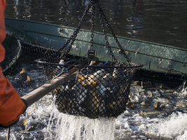 Carp in the landing net, inland fishing, Spreewald, Germany