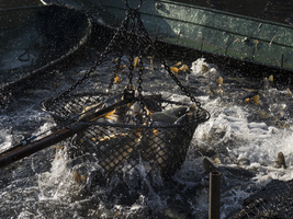 Carp in the landing net, inland fishing, Spreewald, Germany