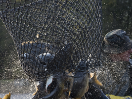 Carp in the net, inland fishing, Spreewald, Germany
