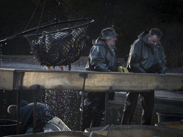 Men with landing net in inland fishery, Spreewald, Germany