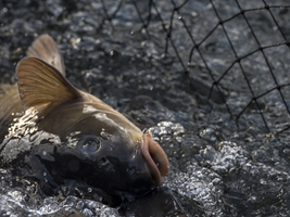 Carp in the net, Spreewald, Germany