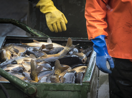 Carp in container, inland fishing, Spreewald, Germany