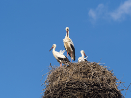 Storks in the nest, Schlepzig, Spreewald, Germany