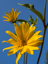 Yellow flowers, blossoms, Germany