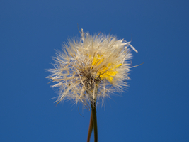 Fluffy flower seeds on the stalk against a blue sky, Germany