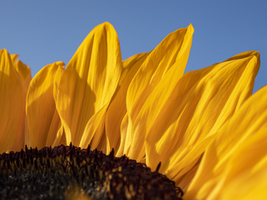 Sunflower, yellow petals, blue sky, Germany