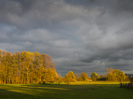 Landschaft an Waldrand und Wiese in gelbes Licht getaucht, Sonnenuntergang, Schlepzig, Spreewald, Deutschland
