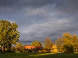 Landscape on the edge of the village in yellow light, Schlepzig, Spreewald, Germany