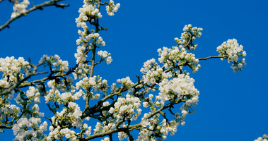 Blossoming cherry tree against blue sky, Germany