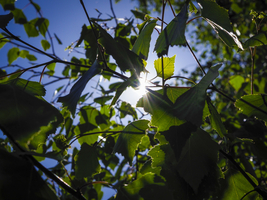 Sunlight flashes and flickers through green leaves, Germany
