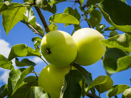 Green and yellow-green apples on the tree, Germany