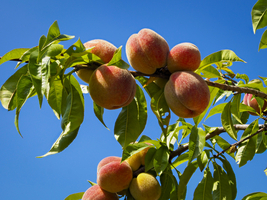 Peaches on the tree against a blue sky, Germany