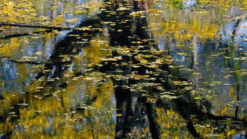 Reflection of tree trunk in autumn, leaves floating on water, Spreewald, Germany