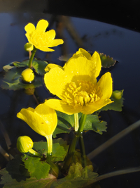Hahnenfuß (Ranunculus) gelbe Blumenblüten, Pfanzen