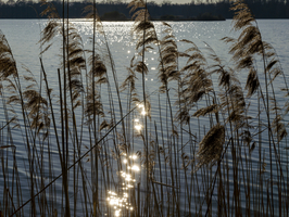 Schilf am Teich im Frühjahr, glitzerndes Sonnenlicht im Wasser, Spreewald, Deutschland