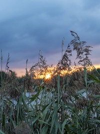 Schilf an Teichrand, bunter Himmel mit Wolken am Abend, Pflanzen und Gräser, Spreewald, Brandenburg, Deutschland