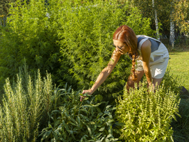 Frau in Kräuterbeet, Heilkräuter im Garten, Gartenarbeit im Kräutergarten