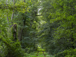 Laubwald und Wanderweg im Biosphärenreservat Spreewald, Brandenburg, Deutschland