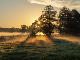 Morgennebel über den Wiesen und und Auen, leuchtende Sonnenstrahlen, Schlepzig, Spreewald, Brandenburg, Deutschland