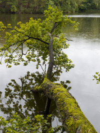 Dicker umgestürzter Baumstamm mit Moos und grünem Blattwerk im See, Heideseen, Spreewald, Brandenburg, Deutschland