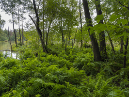 Wildnis mit Farnen und Buschwerk und Feuchtgebieten, Heideseen, Spreewald, Brandenburg, Deutschland