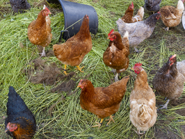 Hühner freilaufend und grünes Gras im kleinen Bauernhof, Tiere, Deutschland