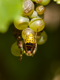 Hornisse (Vespa crabro) an einer Weinrebe, Insekten , Deutschland