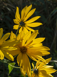 Topinambur (Helianthus tuberosus) gelbe Blüten und Blumen
