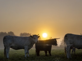 Rinder (Bos taurus) im Herbstnebel bei Sonnenaufgang auf der Weide, Spreewald, Tiere, Brandenburg, Deutschland