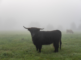 Jungbulle mit Hörnern und Rinder auf Weide im Nebel, Spreewald, Brandenburg, Deutschland