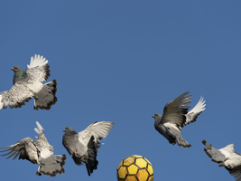 Haustauben (Columba livia f. domestica) fliegen durch Fußball aufgeschreckt davon, Vögel und Tiere, Deutschland