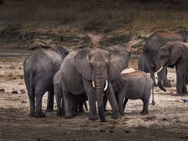 Elephants, Tarangire National Park, Tanzania