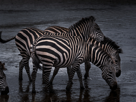 Zebras drinking in the river, Tarangire National Park, Tanzania
