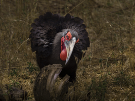 Southern Hornbill, Tarangire National Park, Tanzania