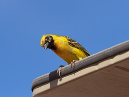 Small yellow curious mask-weaver bird (Ploceus velatus) looks down from the roof of a jeep, Tanzania