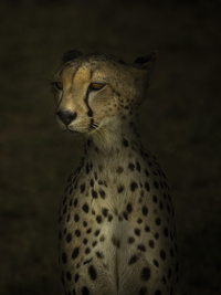 Leopard crouches and looks attentively, Tanzania
