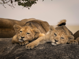 Lion babies slumber on rocks, Serengeti, Tanzania