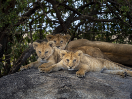 Lion babies on rocks, Serengeti, Tanzania
